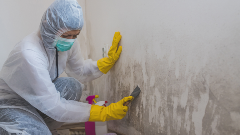 mold damage restoration florida